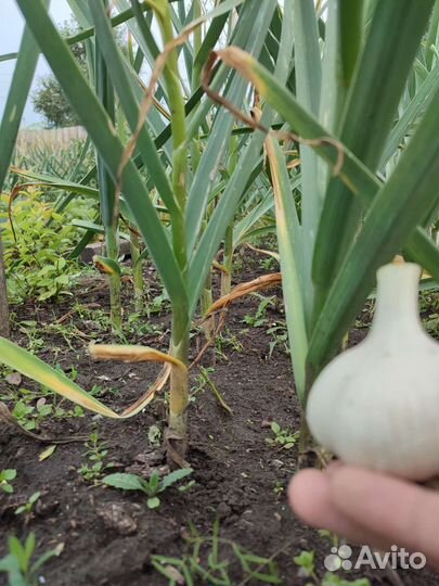 Чеснок на посадку