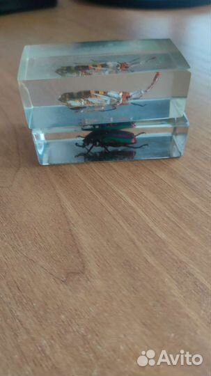 Насекомые в эпоксидной смоле