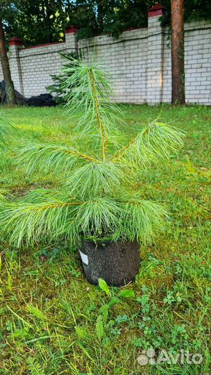 Сосна Веймутова