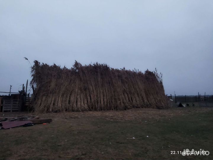 Камыш доставка есть