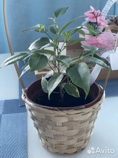 Фикус бенджамина пестролистный