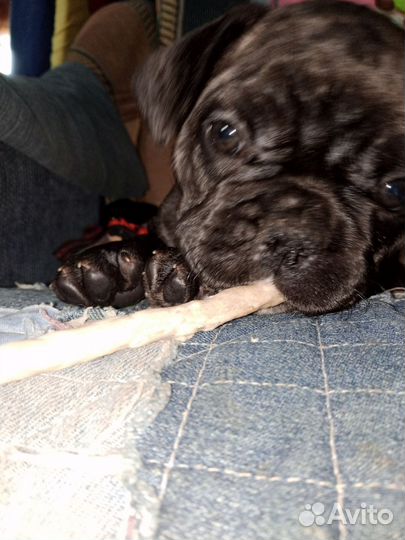 Французкий бульдог