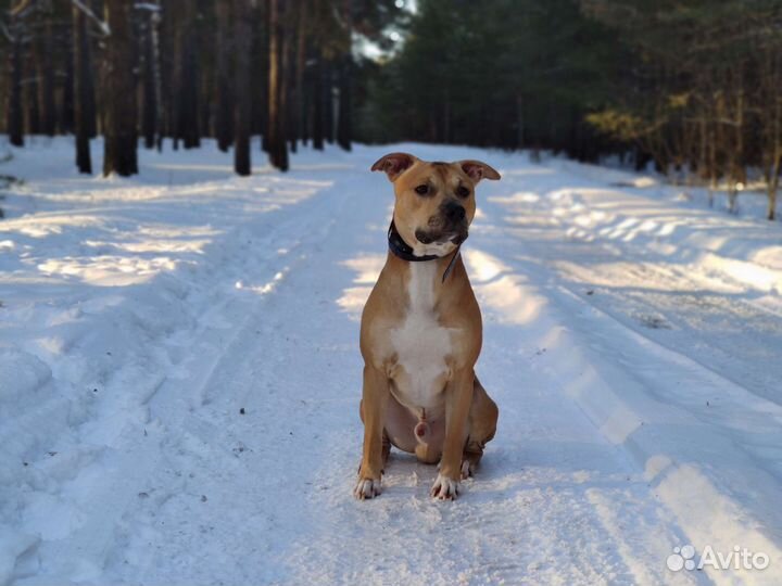 Питбуль (вязка)