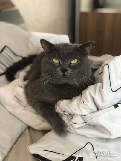 Кот для вязки