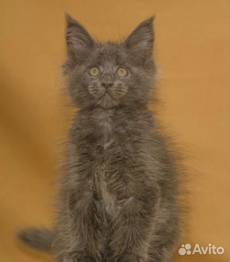 Котята мейн-кун