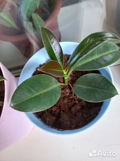 Книга фикус мелани в новом горшке