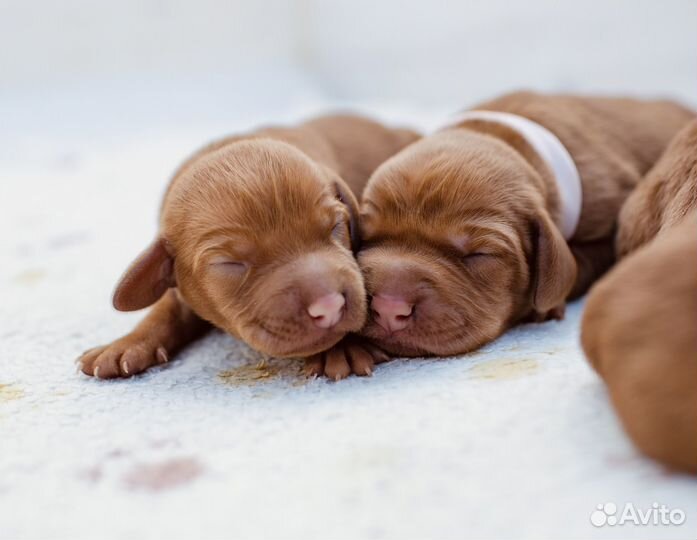 Венгерская выжла щенки