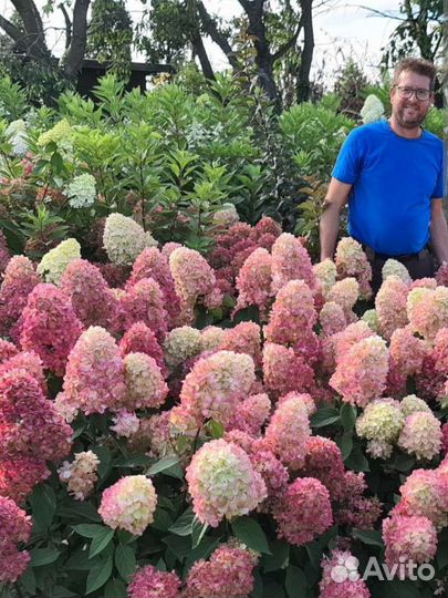 Гортензии Пиксио, Бонфайер.Мега эксклюзив,май 2023