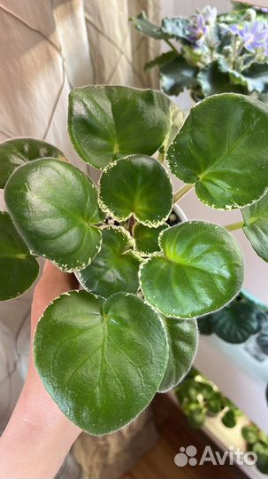 Фиалки детки