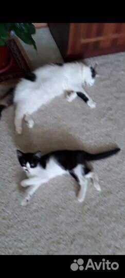 Котёнка в очень добрые руки