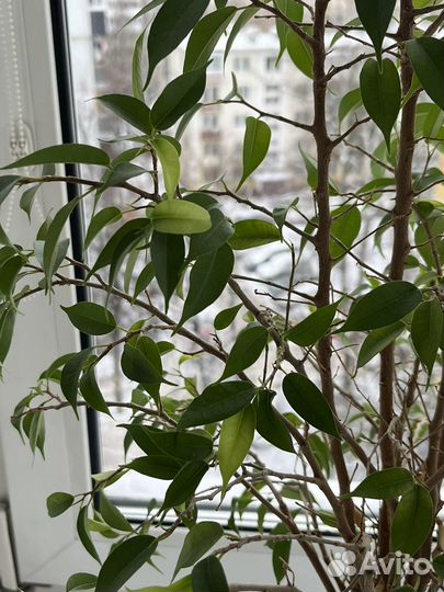 Фикус бенджамина + кашпо IKEA