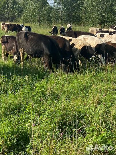Бычки и быки на мясо