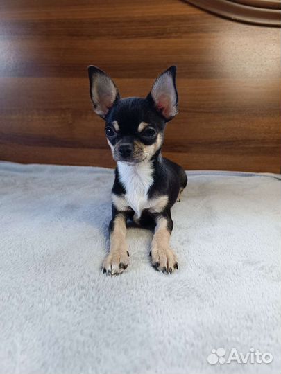 Чихуахуа девочка РКФ