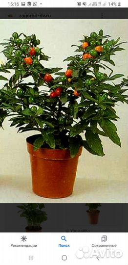 Кофе Арабика