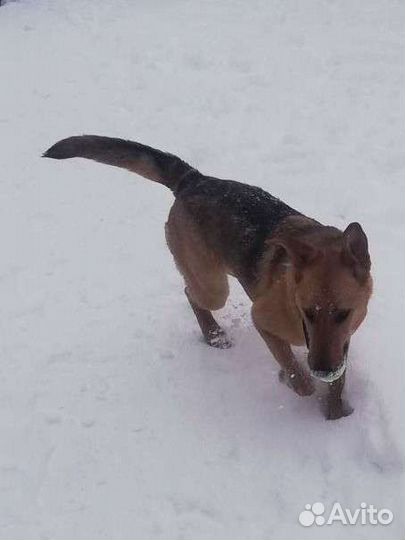 Умняшка Леди Фьорд