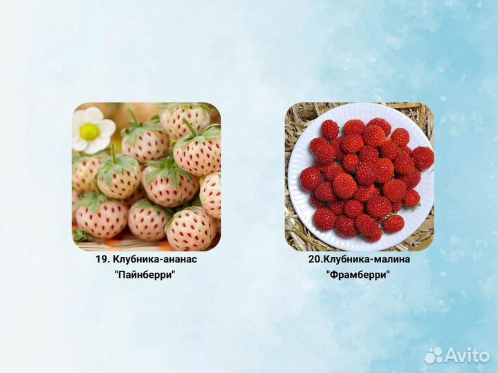 Саженцы клубники, клубника