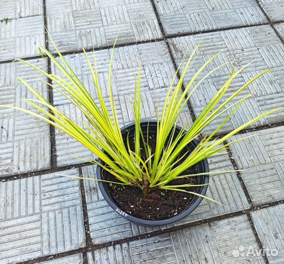 Аир Огон растения