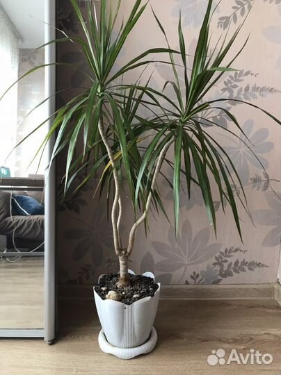 Драцена маргината пальма