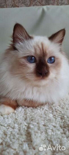 Священная бирма-мальчик