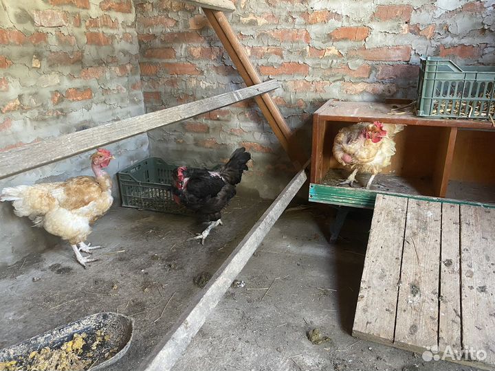 Куры голошейки