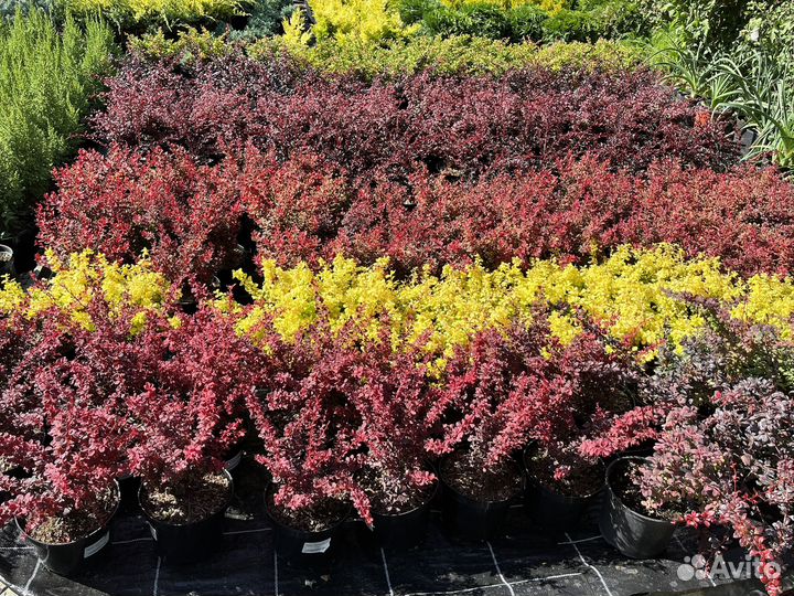 Барбарис Тунберга