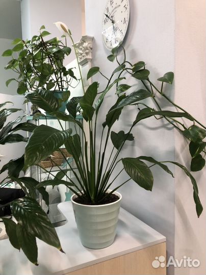 Спатифиллум