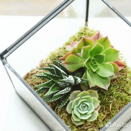 Каменная роза Суккулент