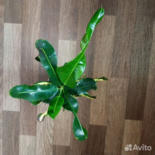 Кодиеум кротон