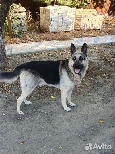 Вязка Кабель вео ищет невесту