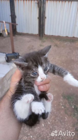 Котята в добрые руки бесплатно