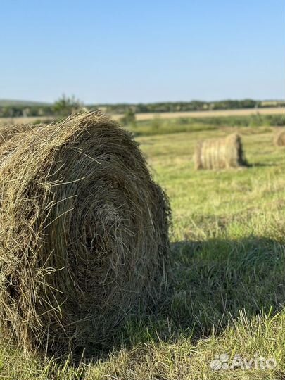 Сено в рулонах
