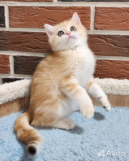 Котик золотой британец