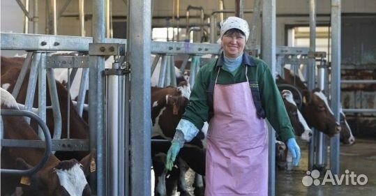 Доярка дояр Вахта на фермах Краснодарского края