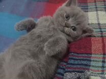 авито домашние животные котята. новоуральск животные котята. авито домашние животные котята. котенка петербургская. котята в добрые руки.