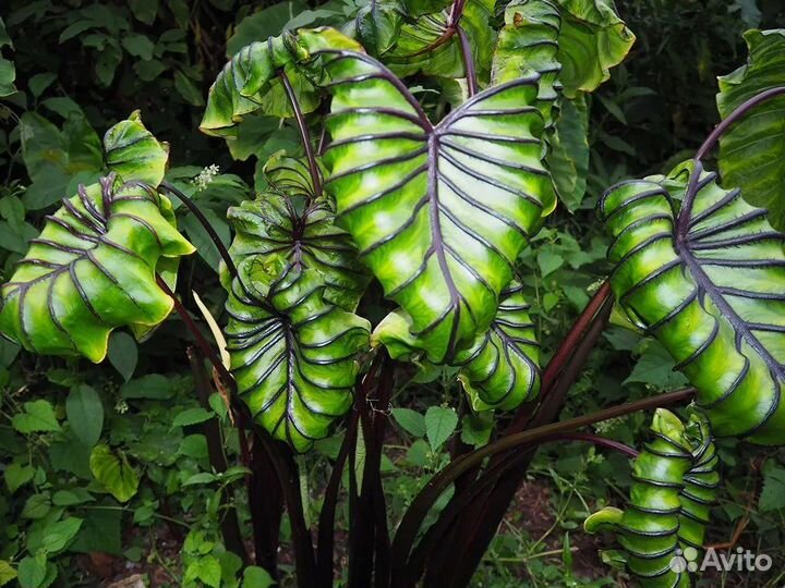 Колоказии и растения для водоемов
