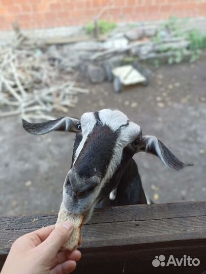 Нубийская коза