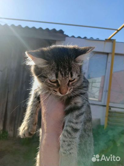 Кошка в дар