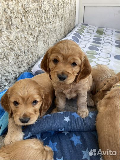 Щенки спаниелей