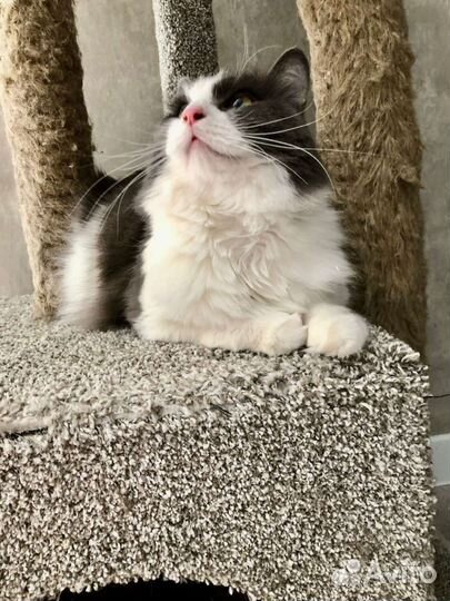 В добрые руки