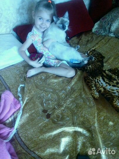 Передержка животных