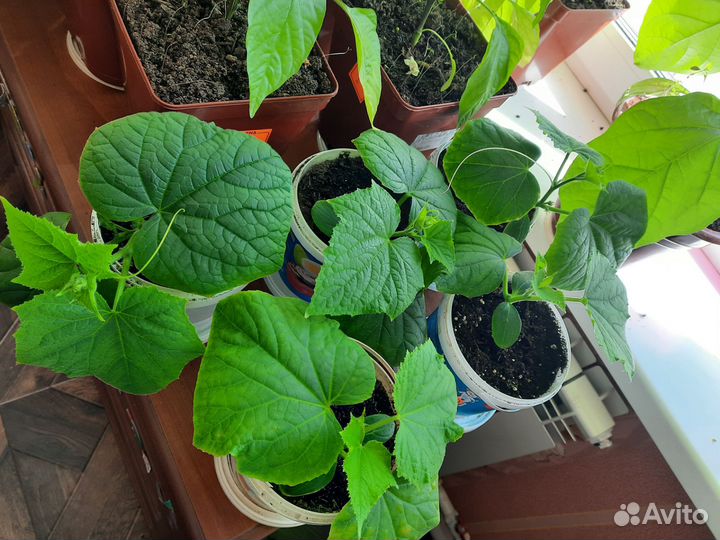 Рассада огурцов