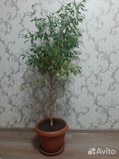 Фикус бенджамина