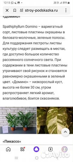 Спатифиллум домино