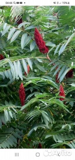 Саженцы сумах оленерогий