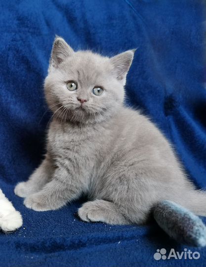 Котёнок