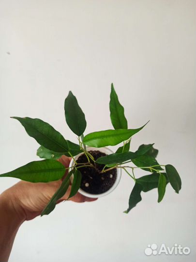 Фикус бенджамина Даниэль