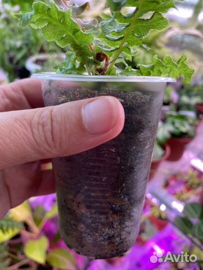 Редкий папоротник