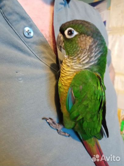 Пиррура птенцы ручные, говорящие, попугай