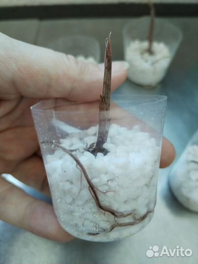 Алоказия Полли детки