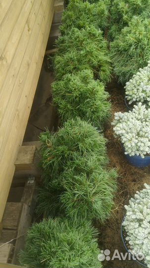 Сосна грин кёрлс